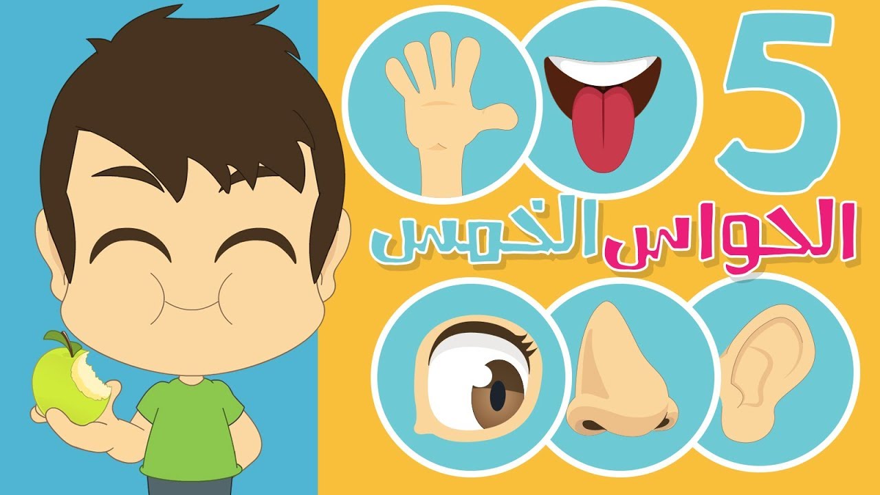 تعلم الحواس الخمس مع زكريا | الحواس الخمس للاطفال باللغة العربية – تعليم الحواس الخمس بطريقة سهلة