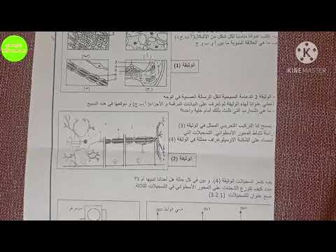 مراجعة شاملة في التنظيم العصبي للثانية ثانوي