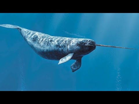 الحوت وحيد القرن | حقيقة مش اسطورة
