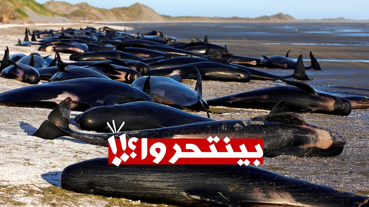 السر وراء موت آلاف الحيتان سنوياً