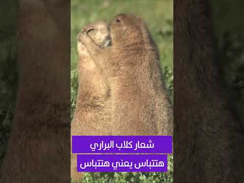 شعار كلاب البراري هتتباس يعني هتتباس