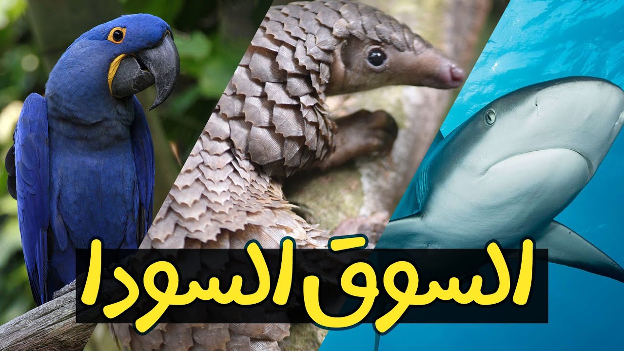 ‎⁨أكتر حيوانات بتتباع بشكل غير قانوني⁩