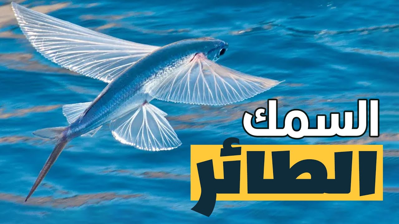 دي مش طيور لأ.