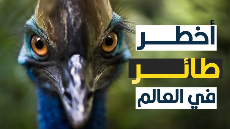 أخطر طائر في العالم بلا منازع