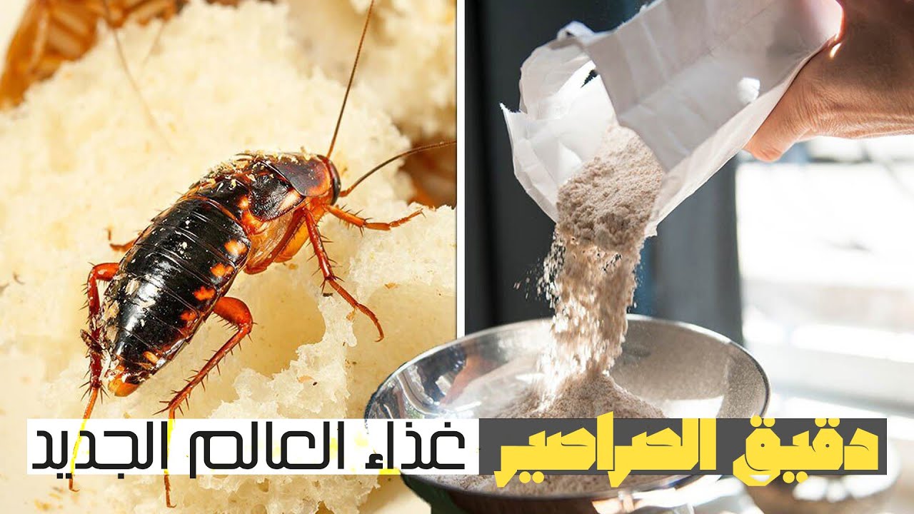 دقيق الصراصير والنظام الغذائي للعالم الجديد
