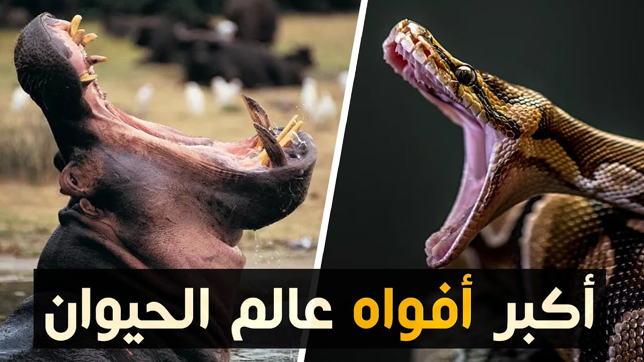 أكبر أفواه في عالم الحيوان