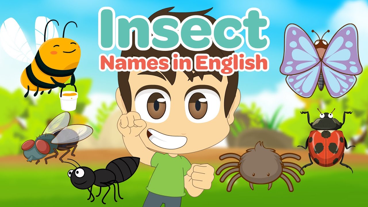 اسماء الحشرات باللغة الإنجليزية | تعليم الإنجليزية للأطفال مع زكريا