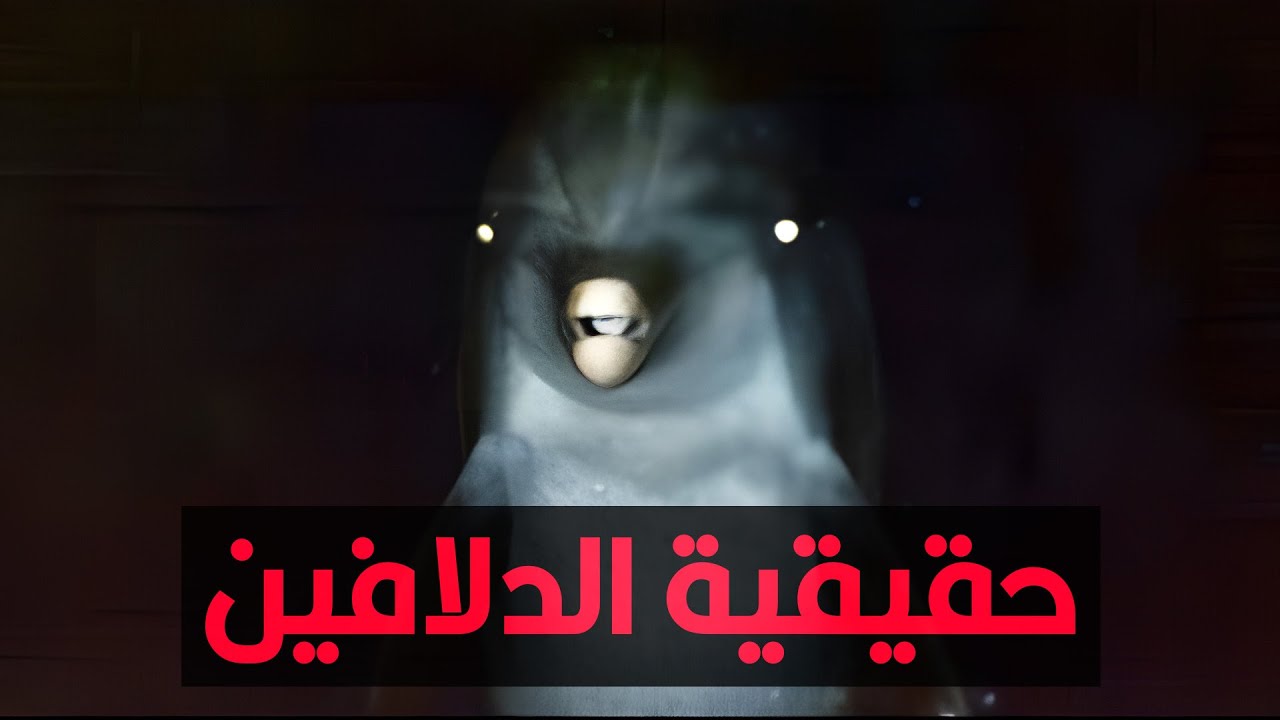 ليه العالم المفروض يخاف من الدلافين أكتر من القروش؟