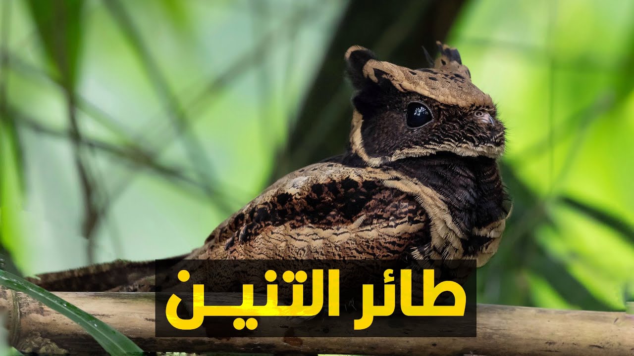 طائر التنين | ملهي الرعيان وحالب الماعز