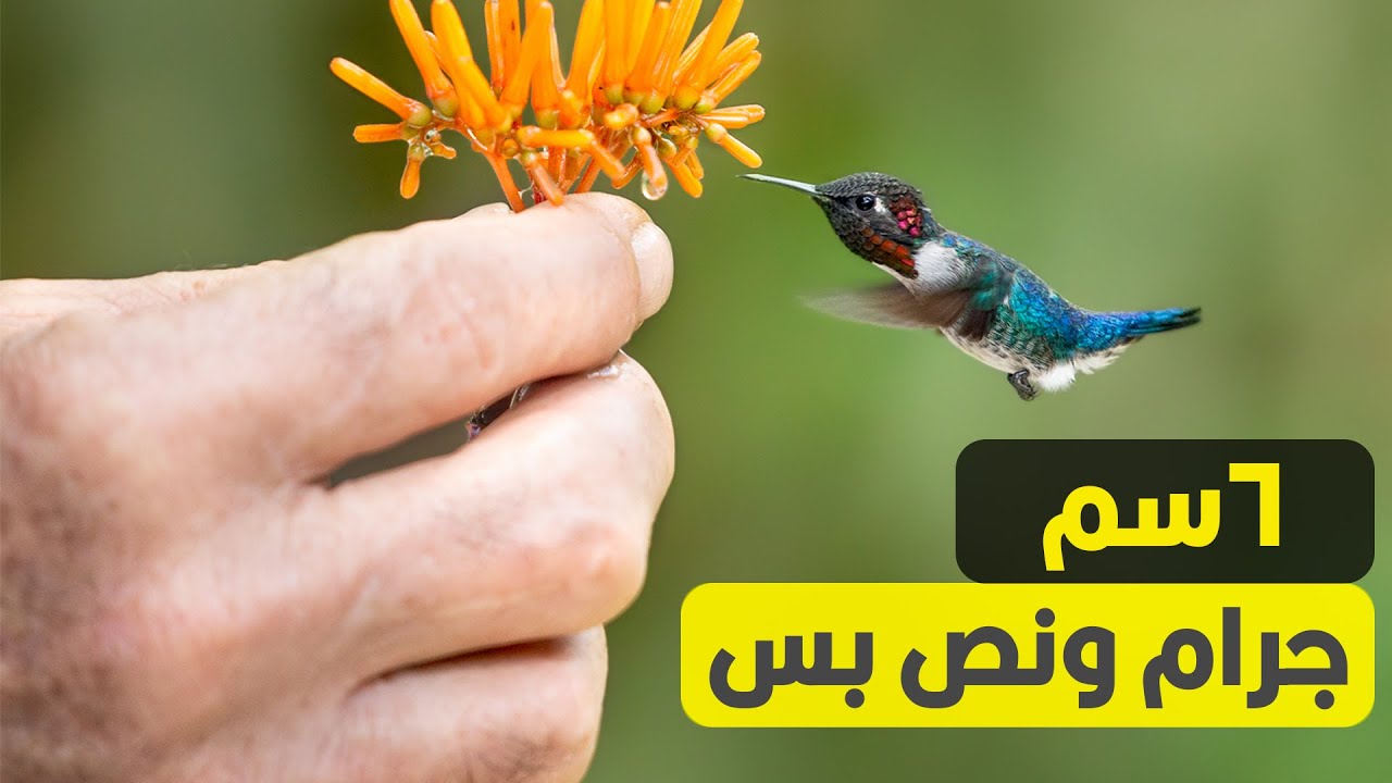 أصغر الطيور في العالم