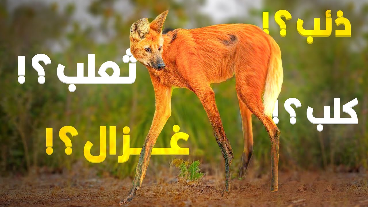ولا غزال ولا ذئب ولا ثعلب