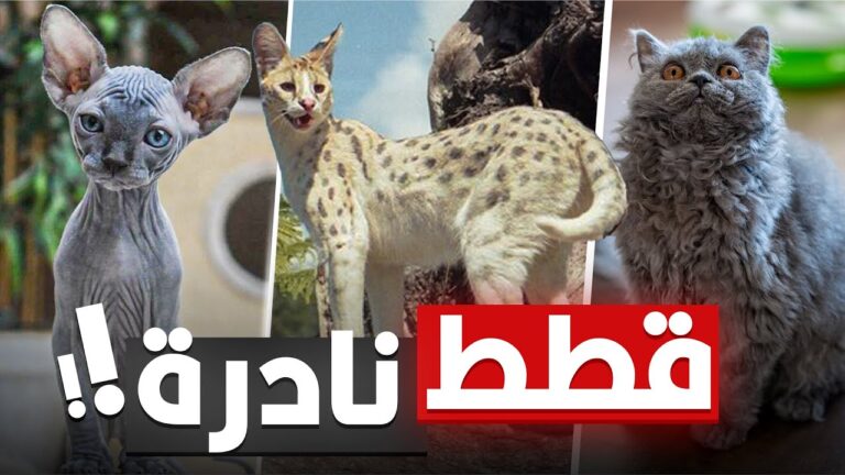 أندر فصائل القطط الأليفة